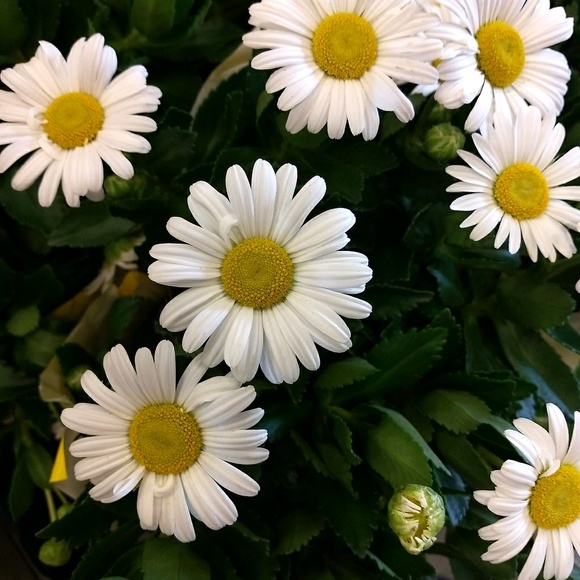 Meet your Posher, Timi - Picture 1 of 1